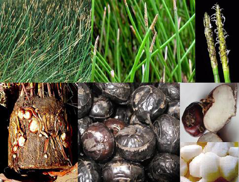 C2018-24-02 đề tài Nghiên cứu sinh lý, sinh thái của cây năng củ (Eleocharis dulcis var, Tuberosa)